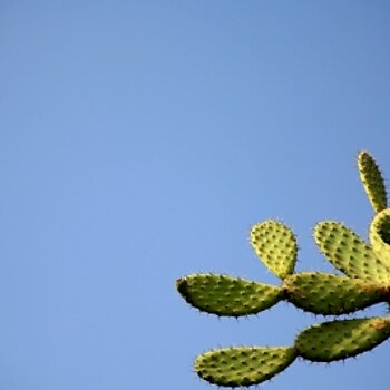 mexikanische Kakteen in der Sonne