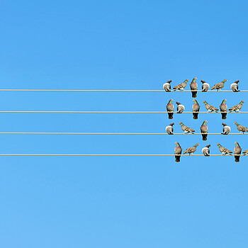 Vogelschwarm auf Stromleitungen - gegenüber ein einzelner Vogel