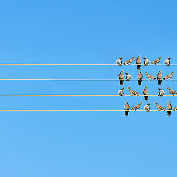 Vogelschwarm auf Stromleitungen - gegenüber ein einzelner Vogel