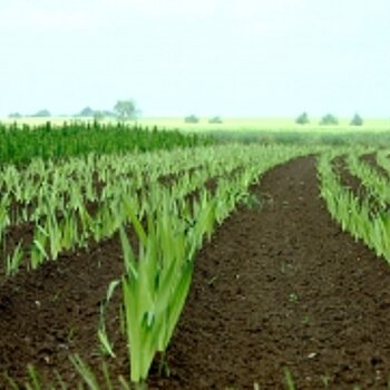 am Bild ein frisches günes Feld