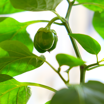 Paprikapflanze mit grünem Paprika