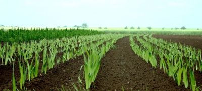 am Bild ein frisches günes Feld