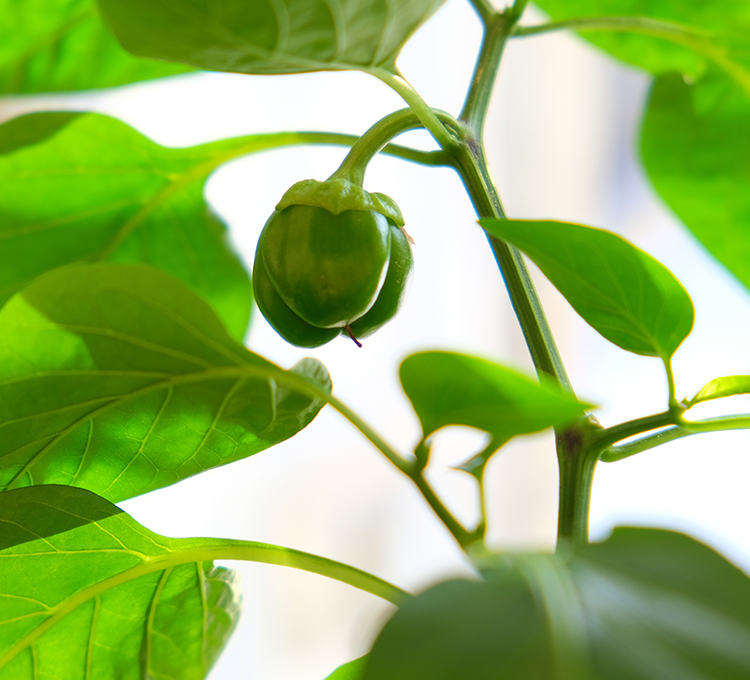 Paprikapflanze mit grünem Paprika