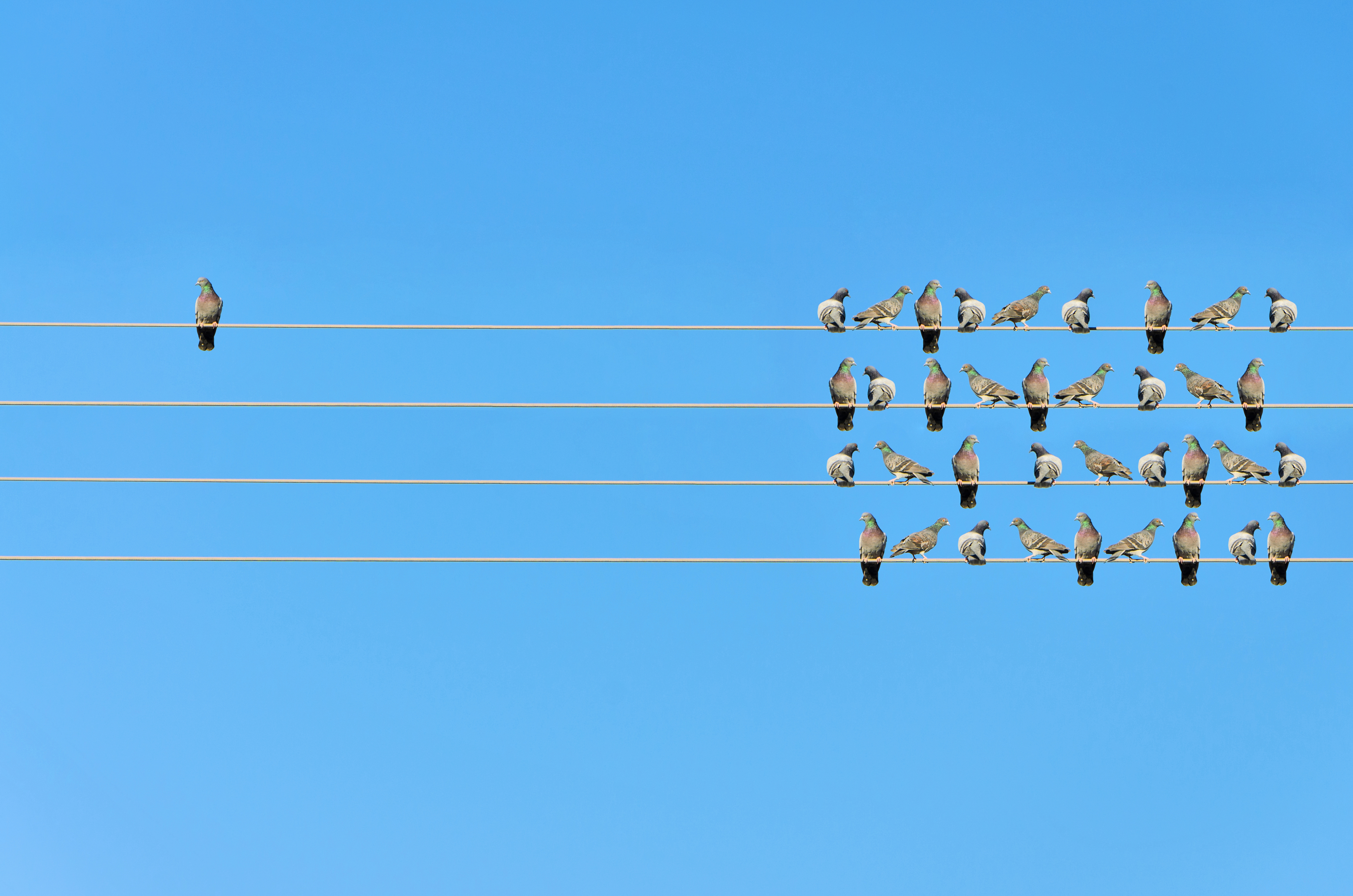 Vogelschwarm auf Stromleitungen - gegenüber ein einzelner Vogel